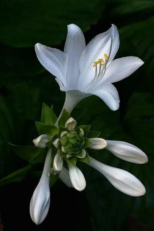 玉簪花是什么意思(玉簪花究竟美在哪里)