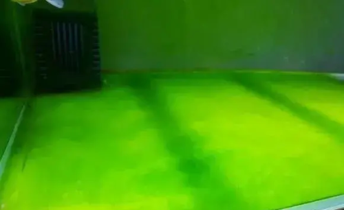 绿地毯好养吗(绿地毯是什么意思)