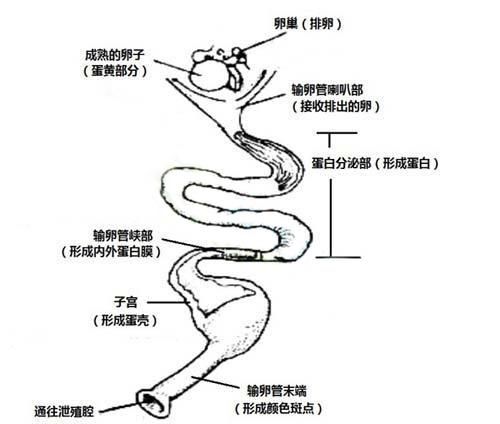 为什么母鸡不受精也可以生蛋呢(为什么母鸡不受精也能生蛋)