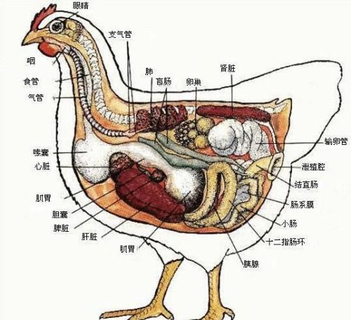 为什么母鸡不受精也可以生蛋呢(为什么母鸡不受精也能生蛋)