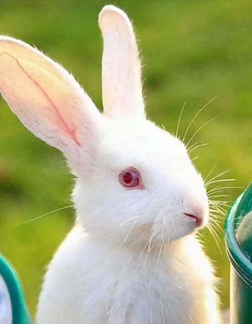 是所有的兔子眼睛都是红色的吗?(兔子的眼睛为什么是红的是什么生肖)
