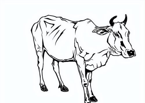 牛的简笔画怎么画(牛的简笔画卡通可爱)