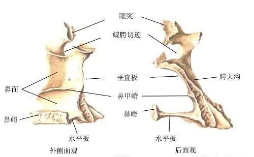 颌和腭的区别(腭和颚有什么区别)