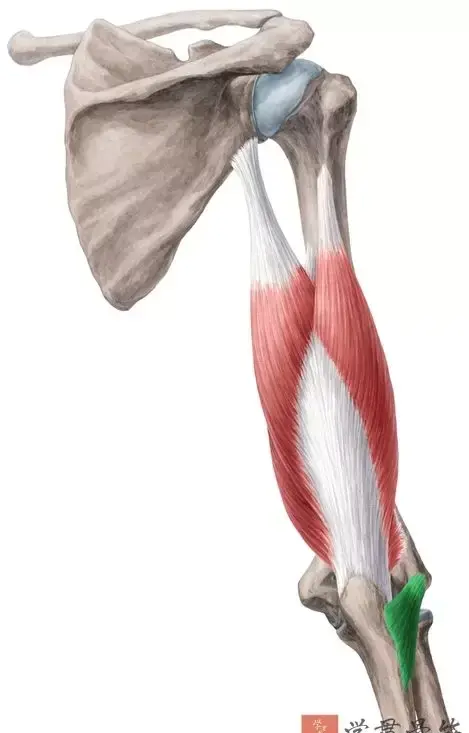 上臂局部解剖图(上臂解剖图解)