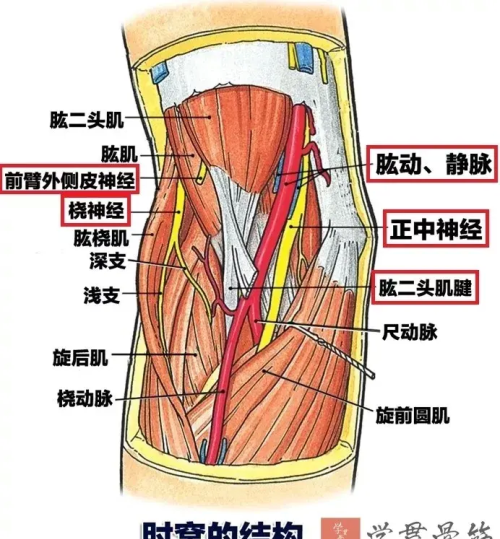 上臂局部解剖图(上臂解剖图解)