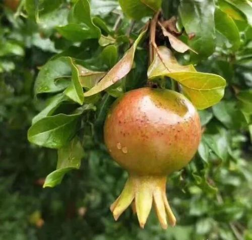 一花一草一世界一树一叶一菩提什么意思(一花一草一世界是什么意思)