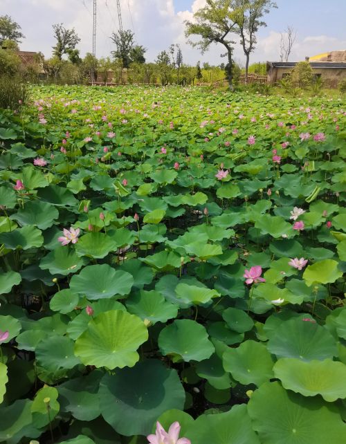 花开荼靡的意思(花开荼靡花事了)