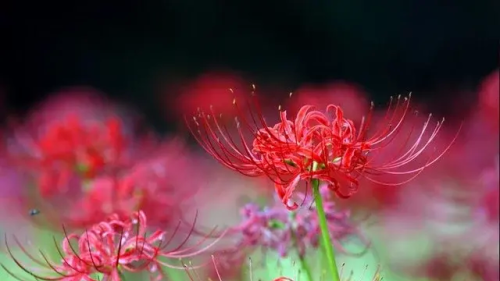 荼蘼花开下一句是什么(荼蘼花开时)