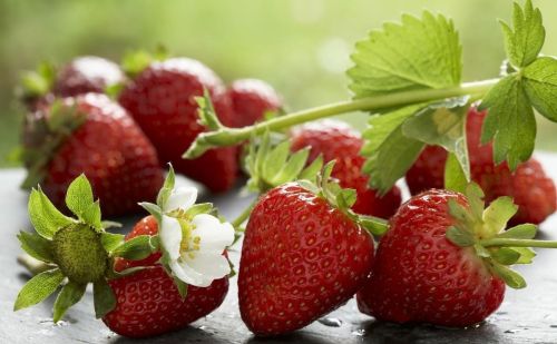 草莓的茎分为哪三种类型(草莓的茎主要包括哪三种)