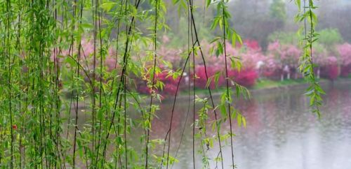 落花七律十首(落花七绝诗)