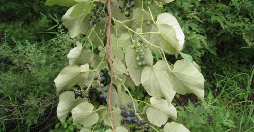 毛葡萄也叫野葡萄,它是一种怎样的植物呢(野生毛葡萄)