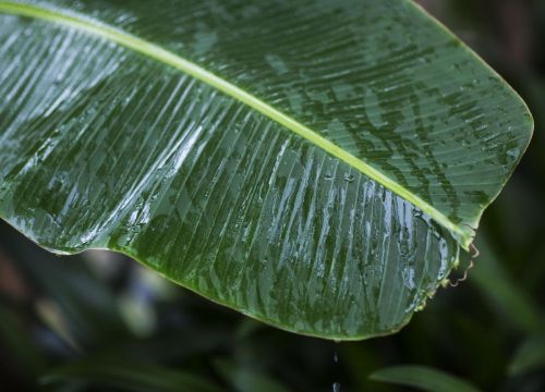 红了樱桃,绿了芭蕉是什么诗(红了樱桃蒋捷原文)