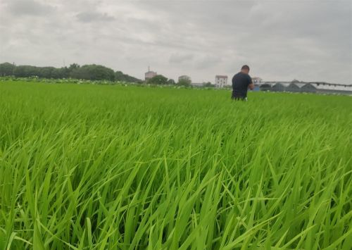 水稻水直播施肥技术和管理(直播水稻密度过大怎么办)