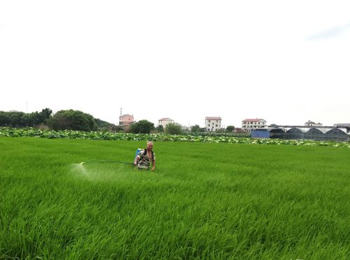 水稻水直播施肥技术和管理(直播水稻密度过大怎么办)