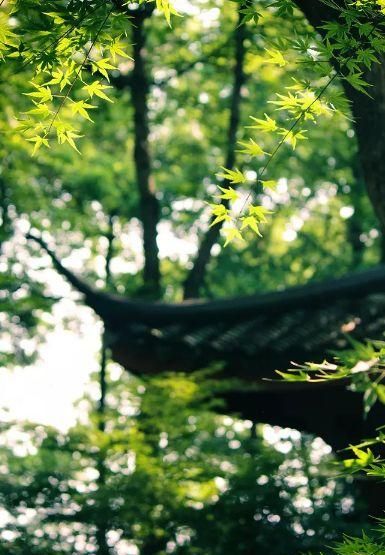 清凉夏日古诗词(夏日清凉的诗)