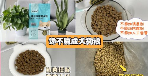 被宠坏了的泰迪犬有哪些表现呢?(泰迪狗被宠坏怎么纠正)