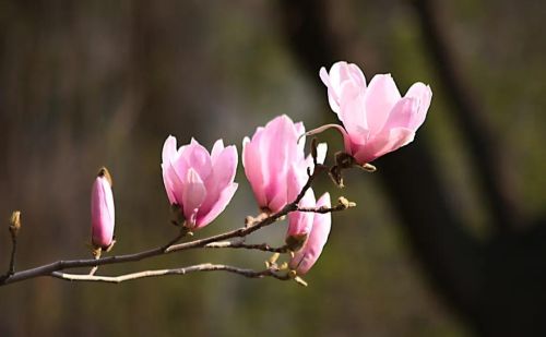 相思共此心什么意思(相思莫共花争发)