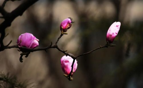 相思共此心什么意思(相思莫共花争发)