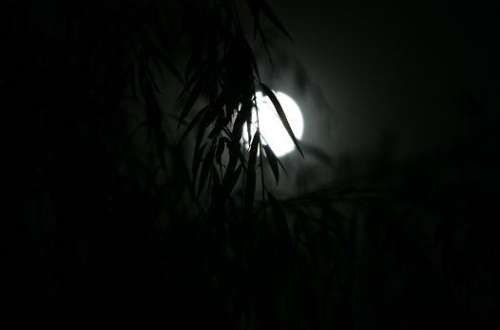 秋夜听虫鸣,下一句(秋虫夜吟的诗句)