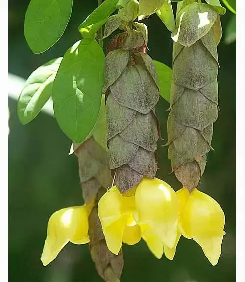 奇花异草啥意思(108种奇花异草美篇)