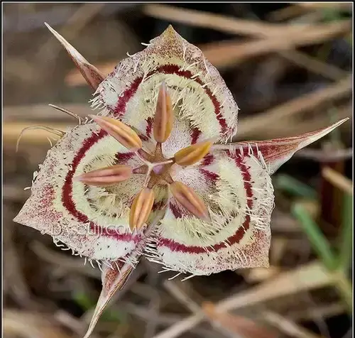 奇花异草啥意思(108种奇花异草美篇)