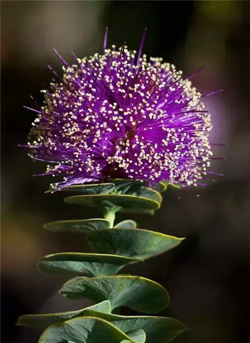 奇花异草啥意思(108种奇花异草美篇)