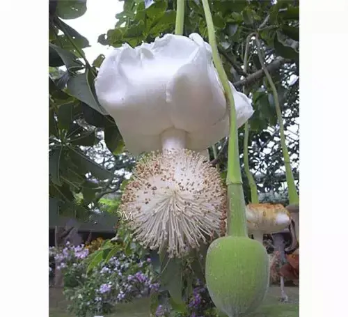 奇花异草啥意思(108种奇花异草美篇)