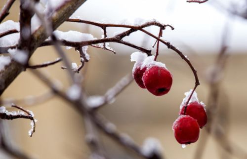 大雪,陆游(大雪陆游的诗怎么写)