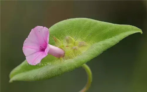 奇花异草啥意思(108种奇花异草美篇)