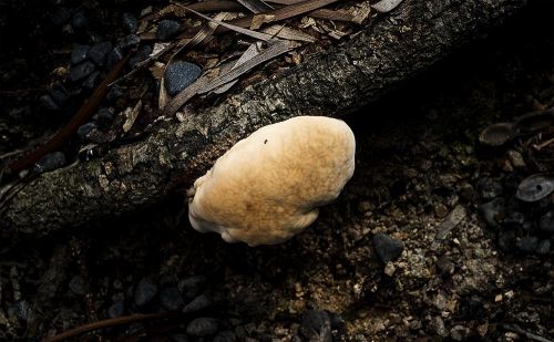 山上的大树下，经常能看到这种蘑菇，也有人说是树灵芝对吗？