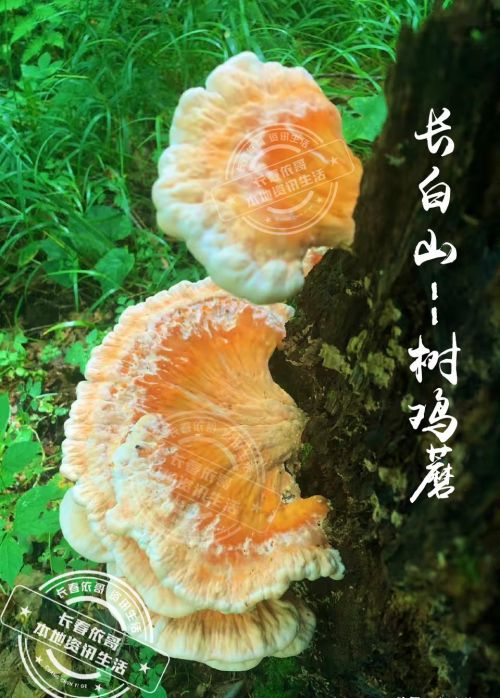 东北野生树鸡蘑菇图片(东北鸡冠蘑菇能吃吗)