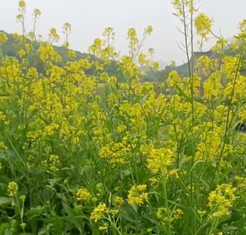 油菜籽油有什么作用(油菜籽油能吃吗)