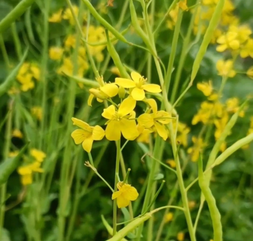 油菜籽油有什么作用(油菜籽油能吃吗)