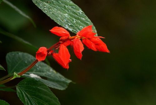 一串红的花叫什么(一串红的花语是什么?)