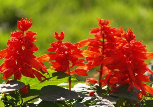 一串红的花叫什么(一串红的花语是什么?)