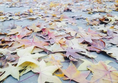 秋天的叶子形态各异,色彩鲜艳,有的(秋天的叶子为何变黄)