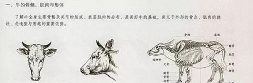 牛的画法,一学就会画(牛的画法?)