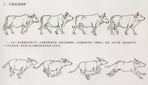 牛的画法,一学就会画(牛的画法?)