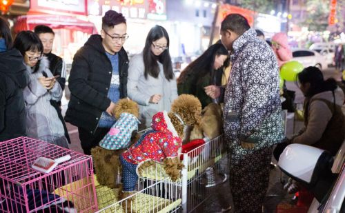 同一窝狗怎么挑选(怎样在一窝狗中挑选一只最好的)