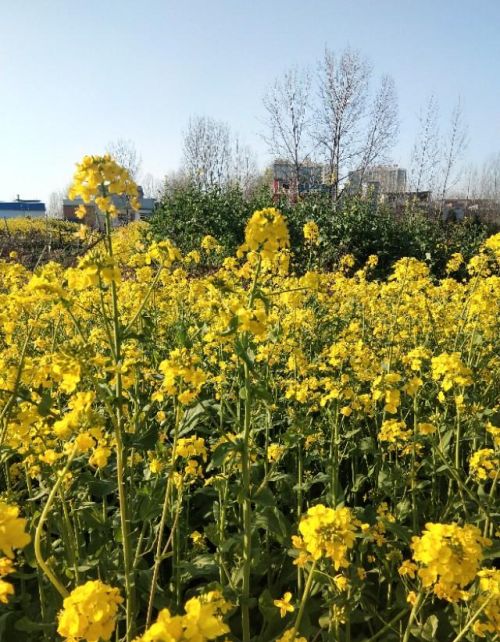 花儿开了仿写拟人句怎么写(花儿开了的拼音)