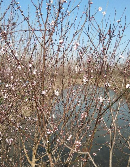 花儿开了仿写拟人句怎么写(花儿开了的拼音)