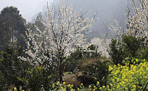 花儿开了仿写拟人句怎么写(花儿开了的拼音)