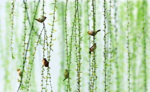 花儿开了仿写拟人句怎么写(花儿开了的拼音)