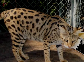 薮猫与家猫杂交所生的“热带草原猫”