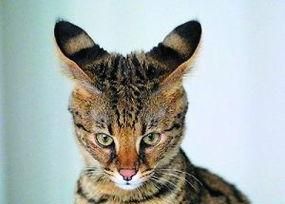 薮猫与家猫杂交所生的“热带草原猫”