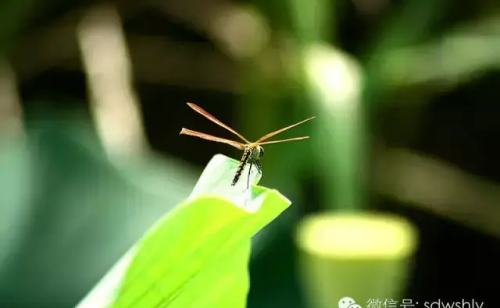 五月的微山湖(五月微山湖好玩吗)