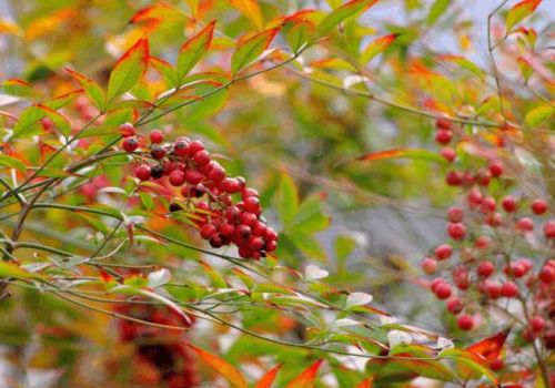 四季有花开,按月份选品种怎么选(四季有花开,按月份选品种的花)