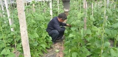 菜豆只开花不结果是缺什么肥料(菜豆不开花不结荚原因)