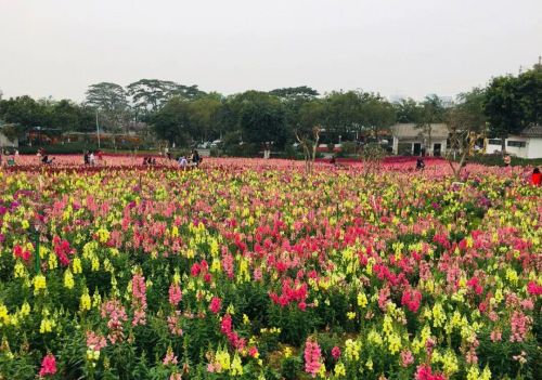 草花种子发芽教程(草籽开花能吃吗)