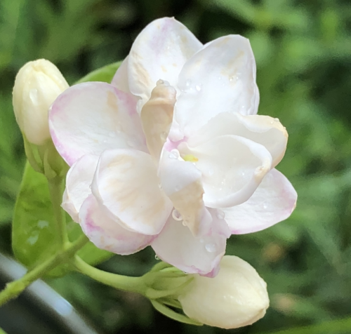 茉莉花怎样养能开花(茉莉花开怎么养)